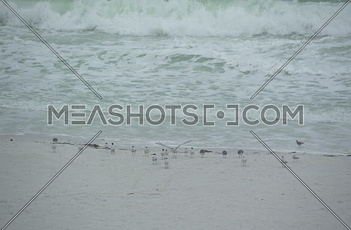 seagull by the beach