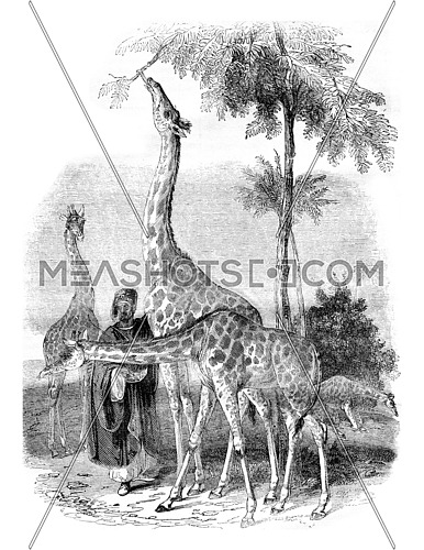Giraffes arrived in London in 1836, vintage engraved illustration. Magasin Pittoresque 1836.