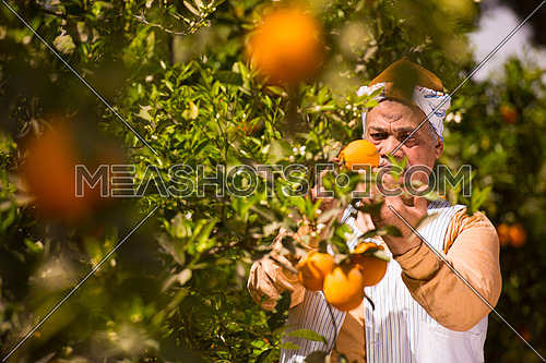 portrait of an elderly middle eastern farmers to farm orange with a smile on his face on a sunny summer day