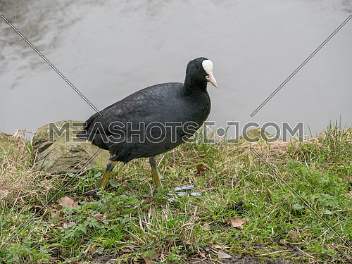 Eurasian Coot Coot Fulica atra searching for food in grass