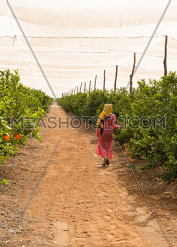 a female egyptian farmer walking arround in the farm between plants