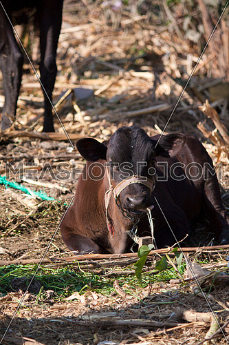 A dark brown cow sitting int he field