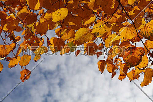 Close up yellow autumn linden lime tree leaves over blue sky, low angle view
