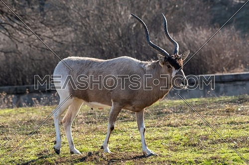 Portrait of Addax (Addax nasomaculatus) also known as the white antelope and the screwhorn antelope, is an antelope of the genus Addax, that lives in the Sahara desert