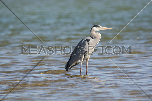 Grey Heron near the waters