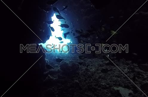  Follow Shot for a coral and fishes colony underwater at Red Sea