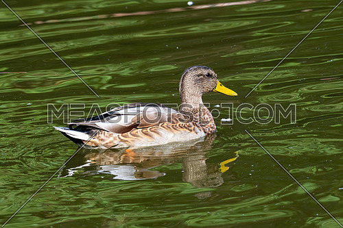 Birds and animals in wildlife. Close up of a Mallard Duck. Young Male Mallard Ducks at the Lake