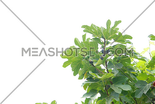 Fig branch isolated on white