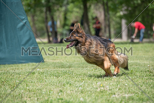 German Shepherd Running Through the Grass. Selective focus on the dog