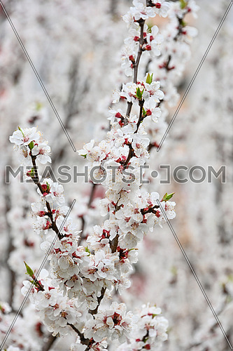 Close up white apricot cherry tree blossom, low angle view