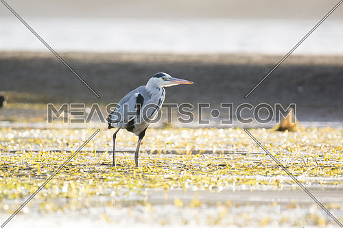Grey Heron near the waters