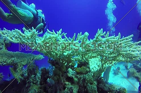 Long  shot for a scuba diver and hard coral colony underwater at The Red Sea