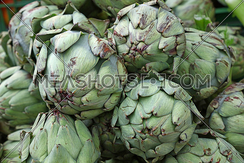 Green fresh globe artichokes on retail market display