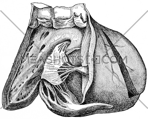 Heart showing the interior and the right ventricle and pulmonary artery, vintage engraved illustration.