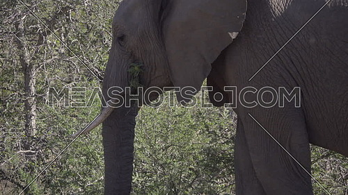 Pan up view of an elephants trunk