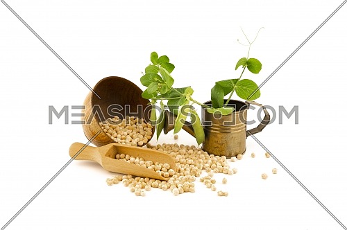 Chickpea food still life with fresh plant with pods in a small watering can and dried peas spilling from a rustic bowl and wooden scoop onto a white background with copy space