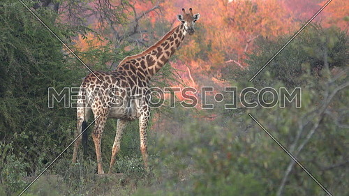 A scene of dramatic sunset light beind a Giraffe