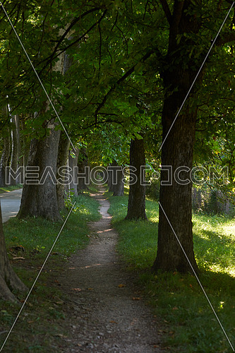 country road trought tree  alley in the park fresh  morning at spring nature landscape