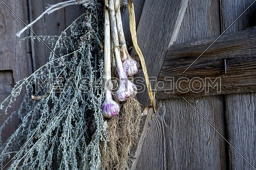 Bunch of fresh garlic bulbs hanging in a rustic farm barn viewed along a wooden wall or door at an oblique angle with copy space