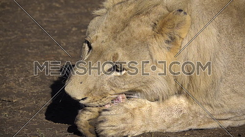 View of a lion gnawing on a chunk of bone