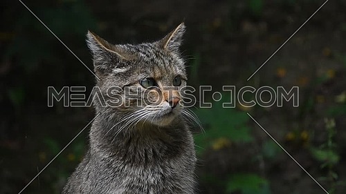 Close up side profile portrait of one European wildcat (Felis silvestris) looking away and at camera, turning head watching alerted, low angle view