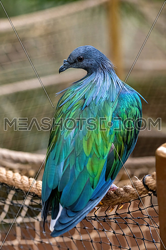 Nicobar pigeon sitting on a branch in the aviary, Tropical bird from the Nicobar islands