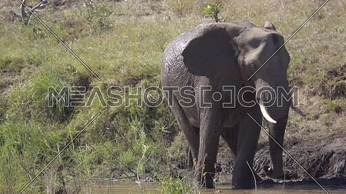 View of an elephant standing in a river