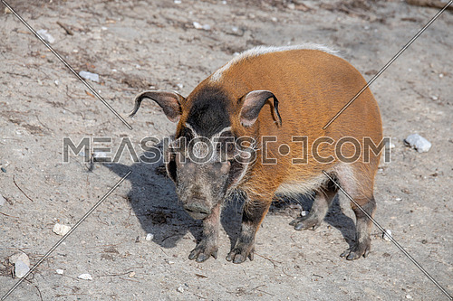 Red river hog (Potamochoerus porcus), also known as the bush pig. Wild life animal.