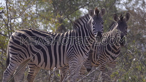 View of two adult and one foal Zebra in the forest