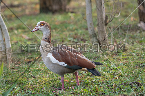 Egyptian goose (Alopochen aegyptiaca)  standing on green grass