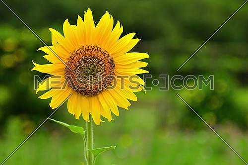 Sunflower agricultural landscape background. Close up of sunflower