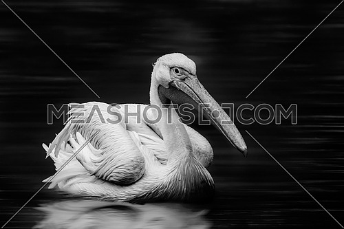 a black and white image of a Pelican in the water