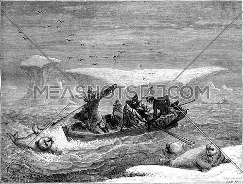 Attacked by walruses, boat, vintage engraved illustration. Le Tour du Monde, Travel Journal, (1865).