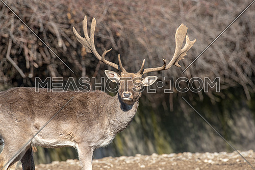 Close-up portrait of Fallow deer (Dama Dama) in winter