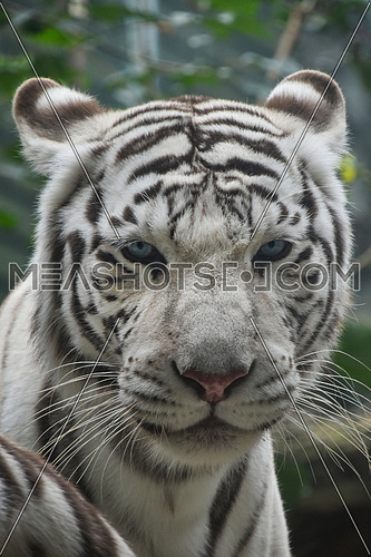 Close up front portrait of one white tiger looking at camera, low angle view