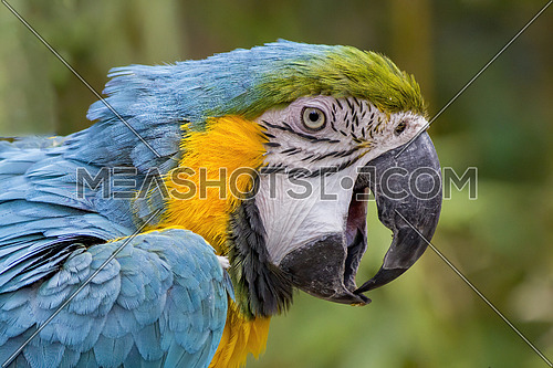 Ara ararauna. Blue-yellow macaw parrot portrait.