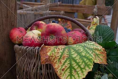 Freshly harvested autumn or fall apples in a rustic wicker basket displayed with withered leaf on a table at market