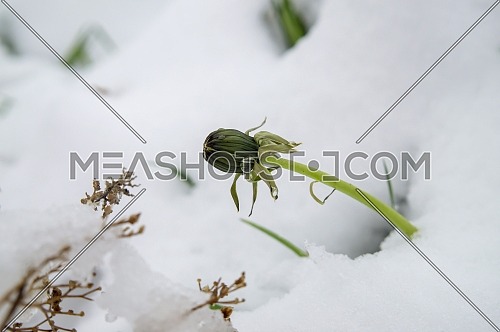 Spring snow covering flowering dandelion blossoms in unseasonable weather in a close up view in a garden setting