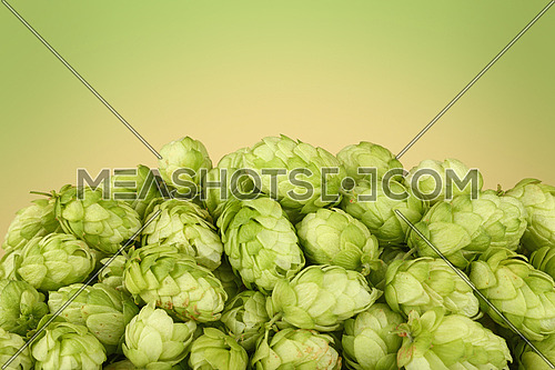 Close up heap of fresh green hops, ingredient for beer or herbal medicine, over green and beige background with copy space, low angle side view