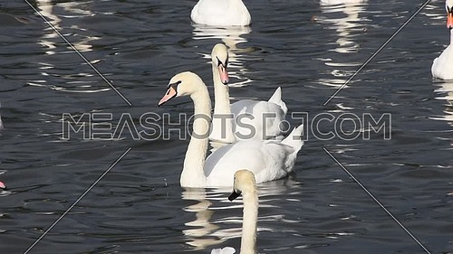 Close up group of several beautiful white swans swim, float and row in water with waves and ripples, low angle view