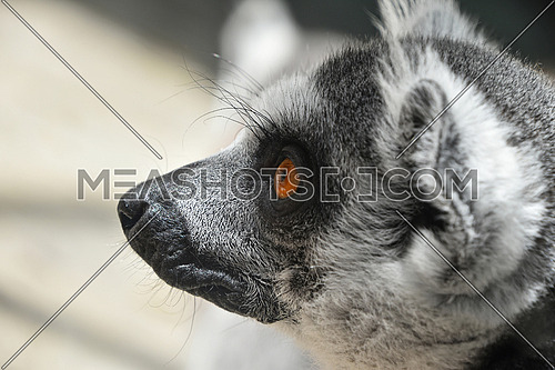 Close up portrait of one cute ring-tailed lemur (aka lemur catta, maky or Madagascar cat) in profile