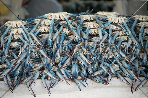 blue crab in fish market stall