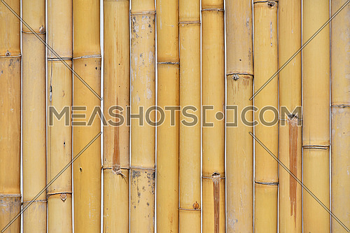 Background of yellow natural bamboo vertical trunk bodies with gaps between, close up