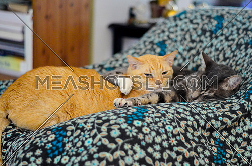 Two cats relaxing on a chair