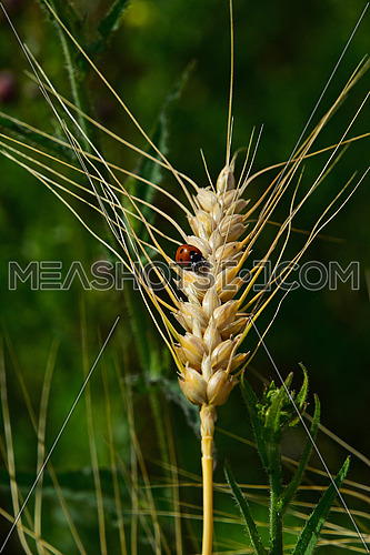 One ladybug on ripe mature wheat ear head close up with green field background