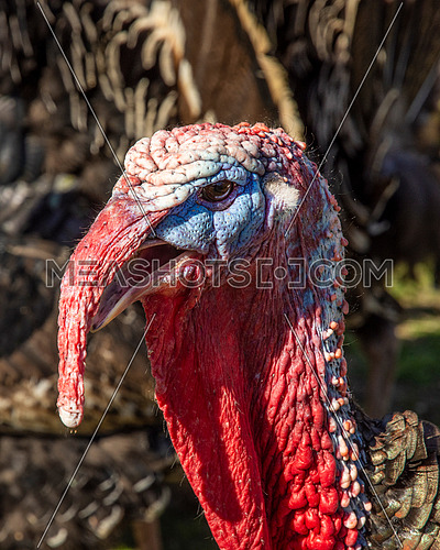 Meleagris gallopavo - domestic Turkey, links to christmas and thanksgiving celebrations
