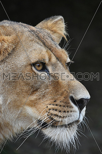 Close up side profile portrait of beautiful mature female African lioness looking away over dark background, low angle view