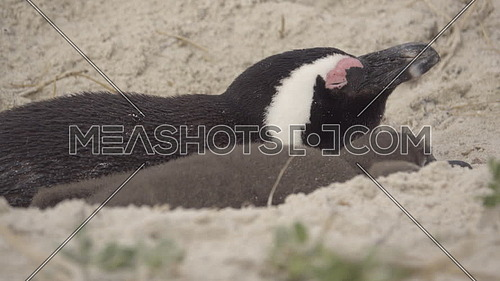 Scene of an adult penguin and chicks sleeping in a nest