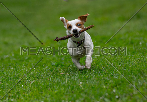 Jack Russell terrier pursuing and catching stick playing on gree