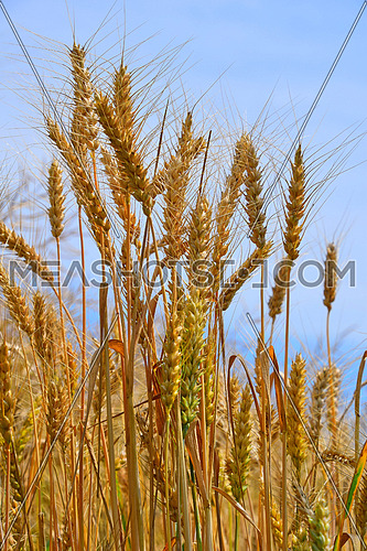 Field of ripe mature and green wheat ears spikes under blue sky